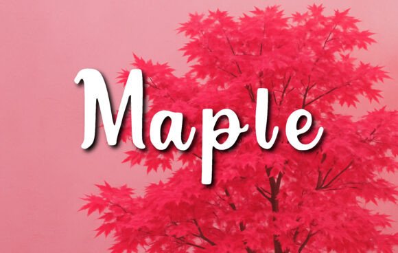 Maple: A Warm Script Typeface for Handmade Brands